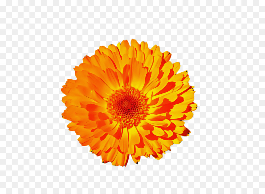 Transvaal Daisy Schnittblumen Chrysantheme Ringelblume Blütenblatt - 