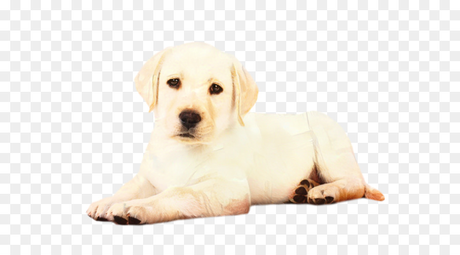 Chó tha mồi Labrador Golden Retriever Puppy Labradoodle - 