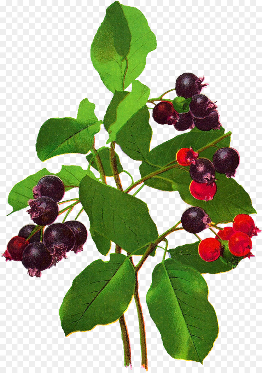 Bacche di Chokeberry Mirtillo di ribes nero di mirtillo - Berry Berry PNG Branch di luglio