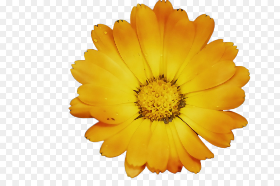 Gelbe Ringelblume der Chrysantheme - 