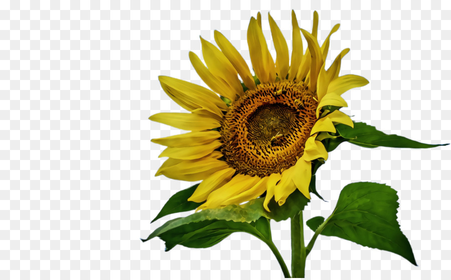 Gemeinsame Sonnenblume Blütenstaub Sonnenblumensamen Einjährige Pflanze Schnittblumen - 