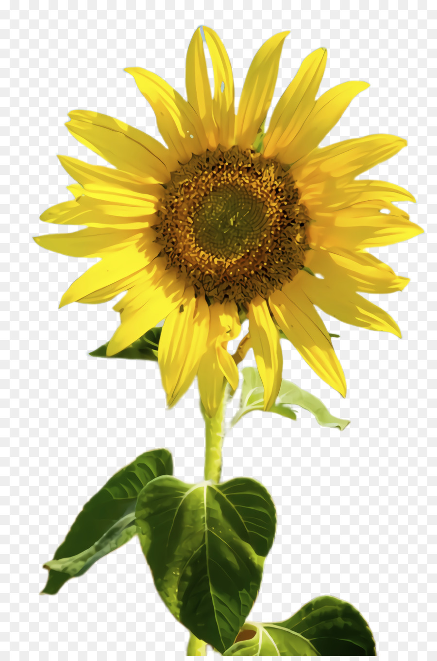 Gemeinsame Sonnenblume Sonnenblumensamen Jährliche Pflanze Gelb - 