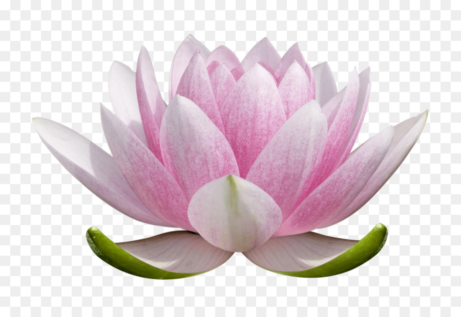 Nymphaea nelumbo Hinduismus Padma stock photography Blume - Yoga Tag Lotus Seerose