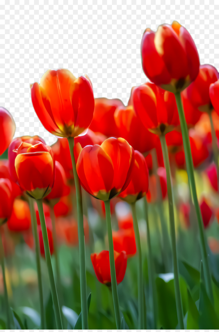 Primo piano del gambo della pianta del Wildflower della carta da parati del desktop del tulipano - 