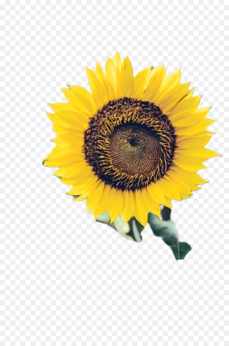 Gemeinsame Sonnenblume Sonnenblumen Schneiden, Blumen Blütenblatt - 