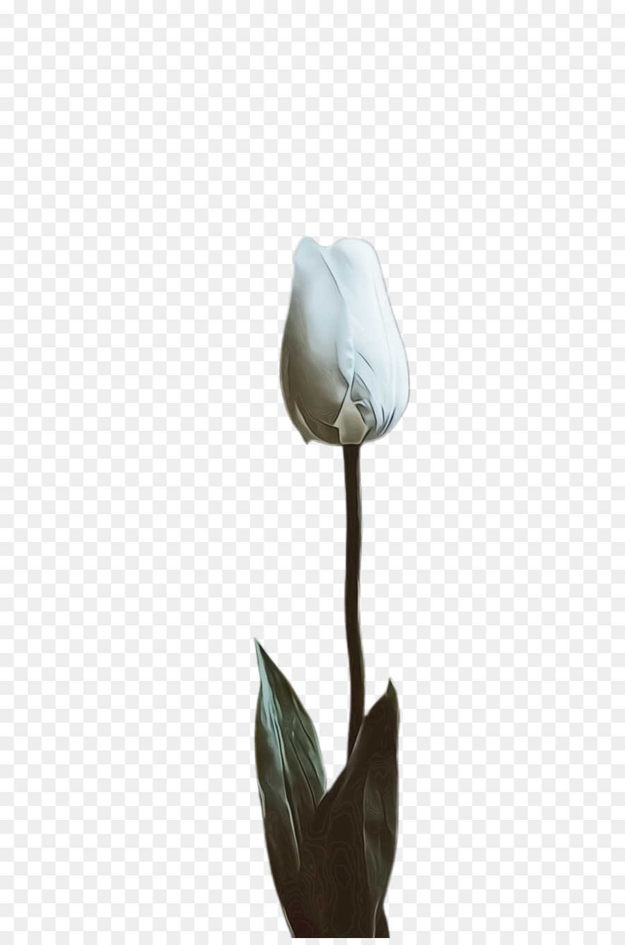 Tulip Rose famiglia Petal Arum Lilies - 