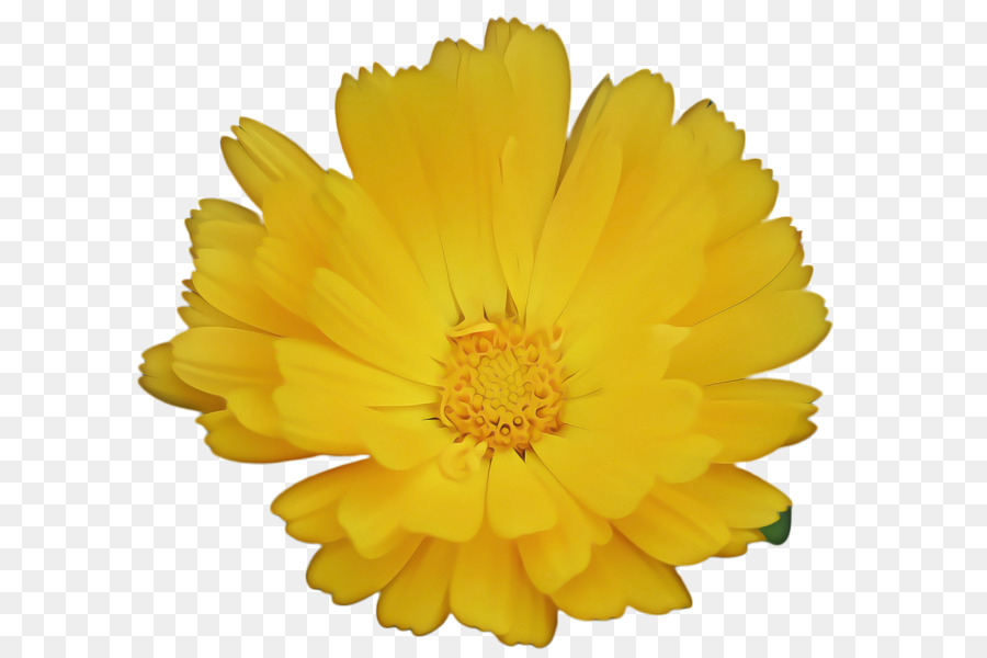 Gelbe Ringelblume der Chrysantheme - 