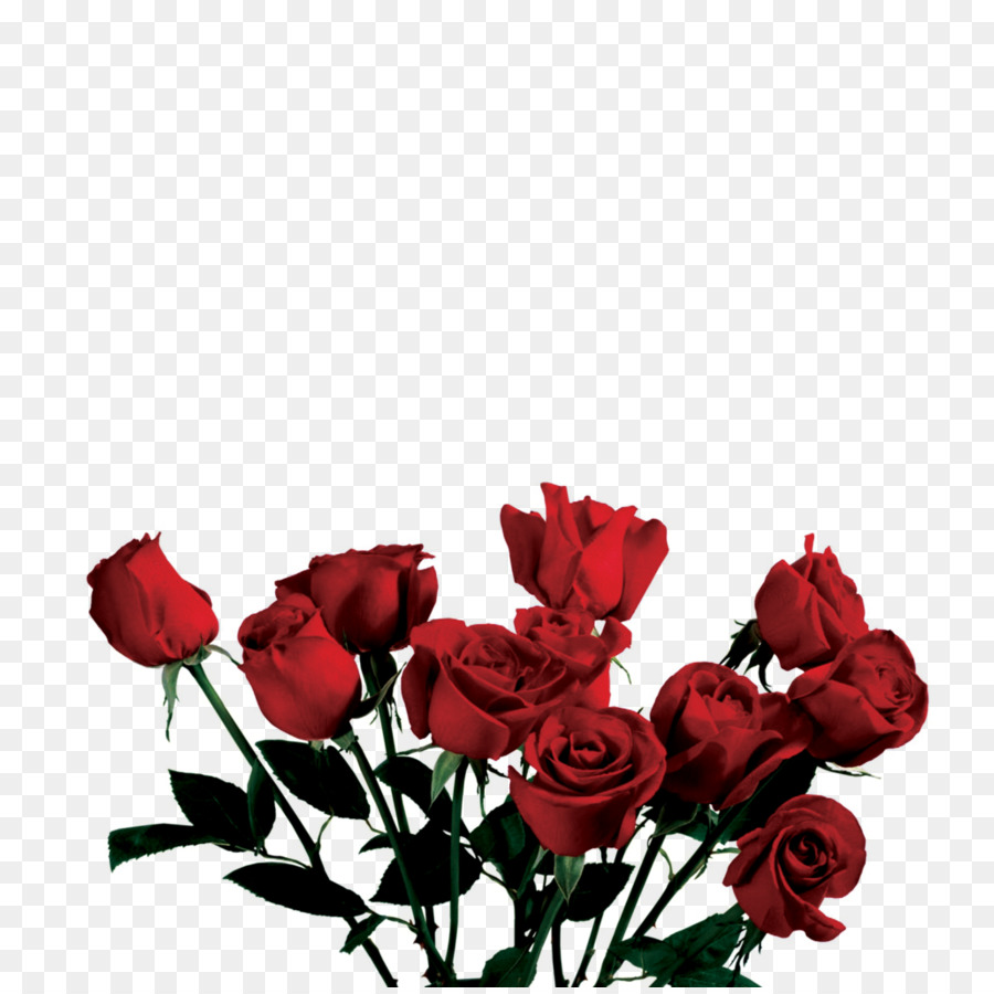Hình ảnh bộ gõ nhạc Daf - hoa hồng thẩm mỹ png