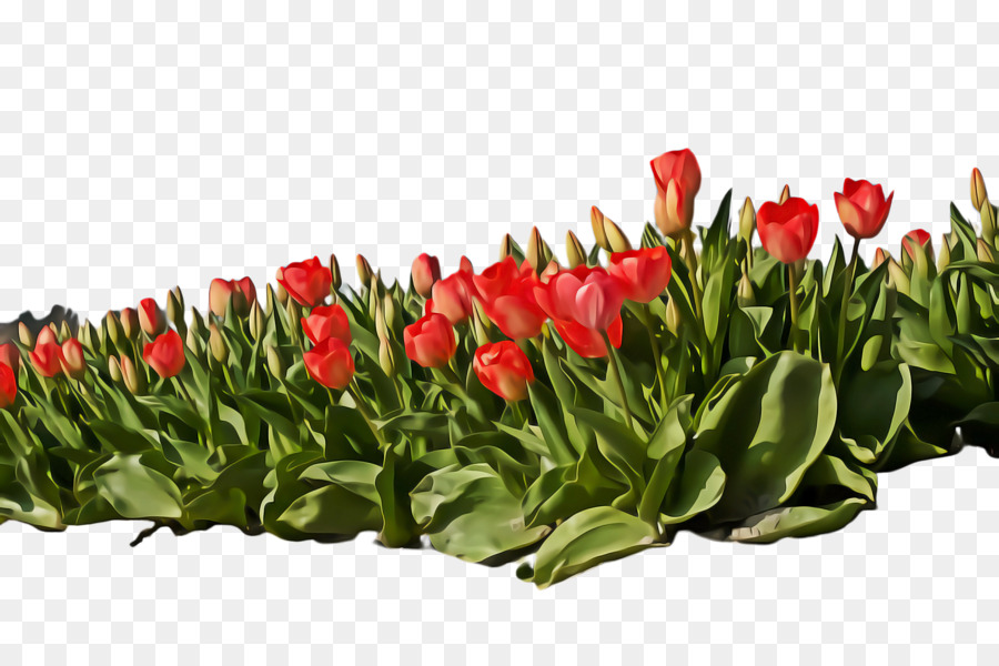 Hoa tulip Cắt hoa - 