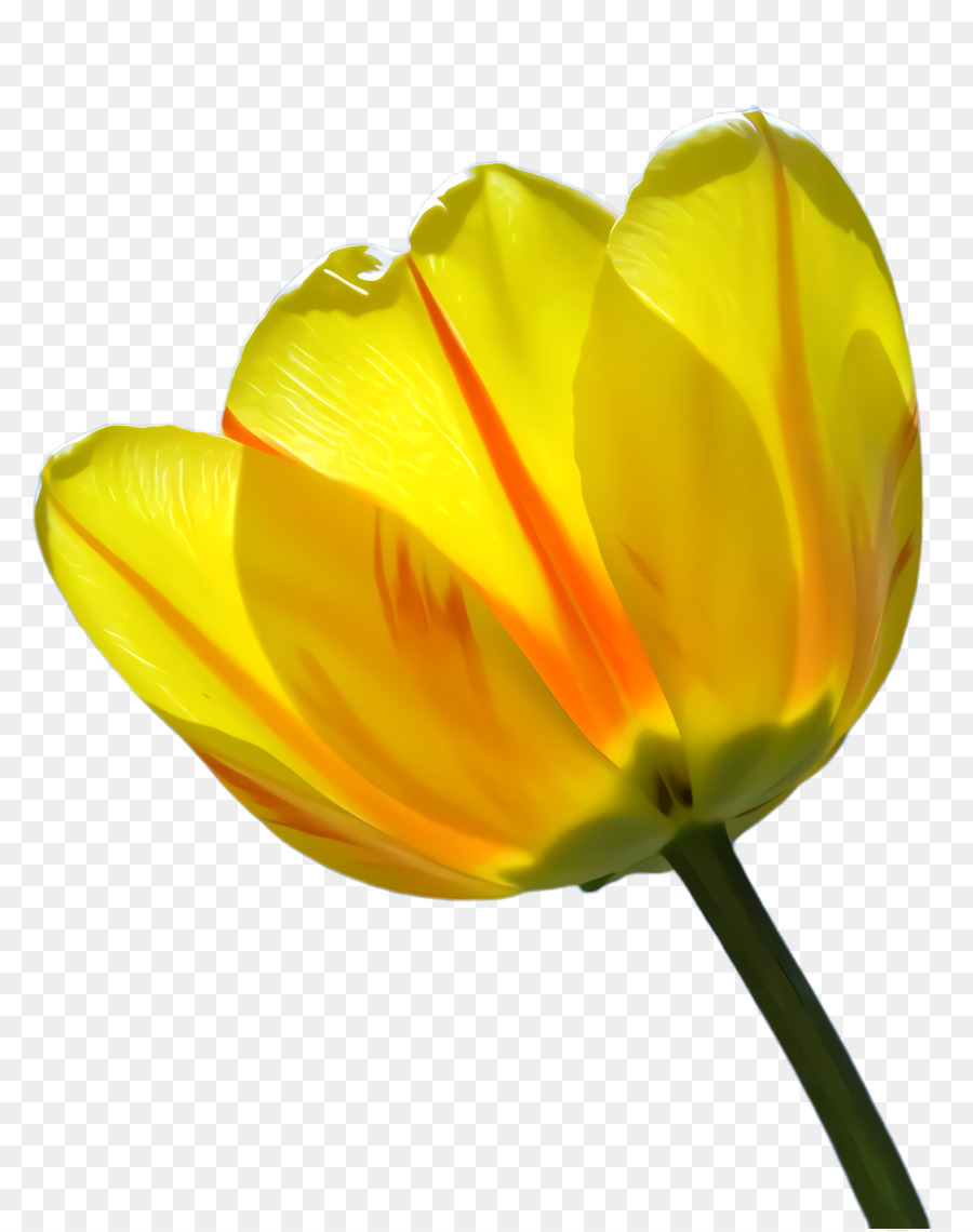 Piante medicinali del tulipano Fotografia Fiore - 