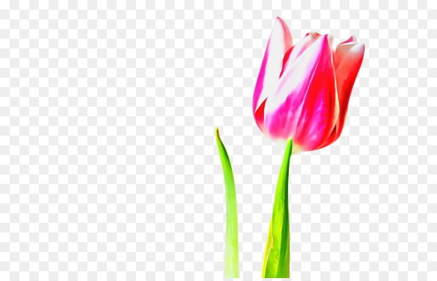 Cắt hoa Tulip gốc Thực vật Nền máy tính Bud - 