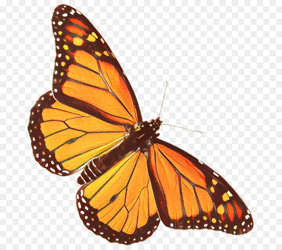 Farfalla monarca Insetto Clip art Farfalle dai piedi di pennello Pieridae - 