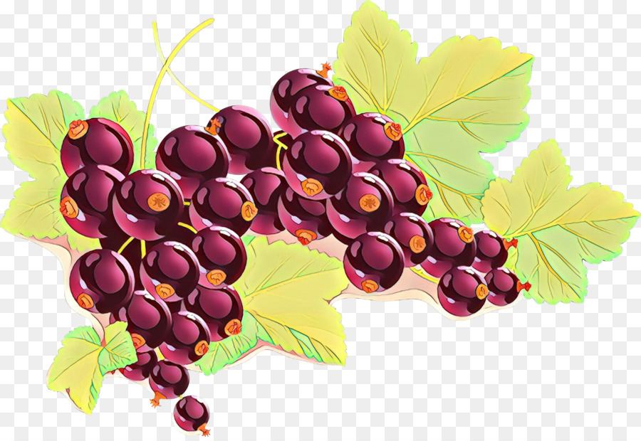 Gemeine Weinrebe Zante Johannisbeere Boysenberry Samenlose Frucht - 