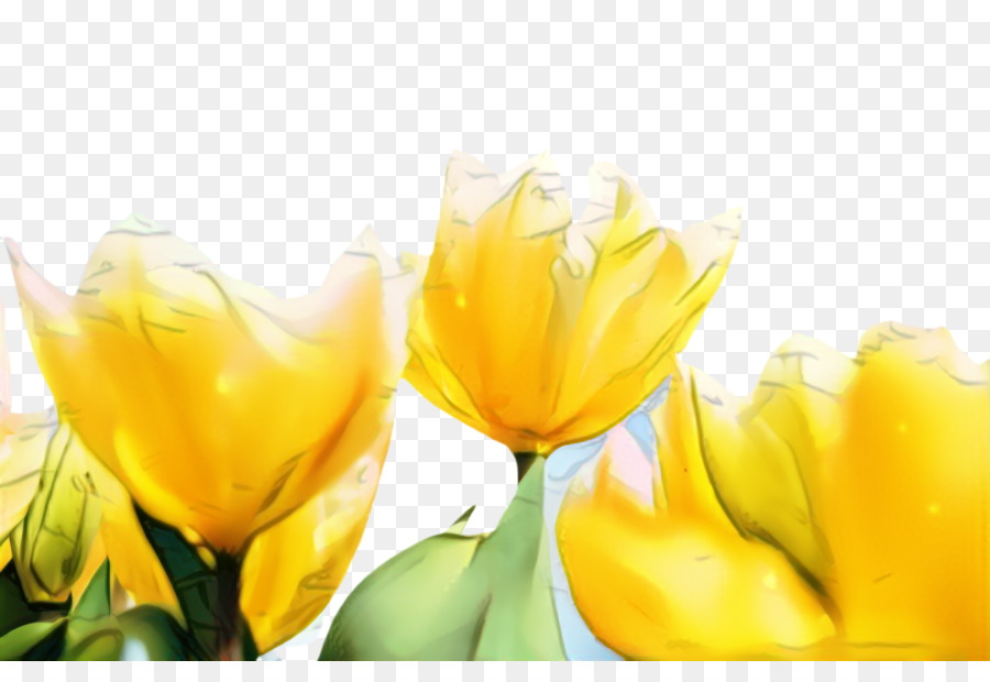 Tulip Desktop Desktop Yellow Petal - 