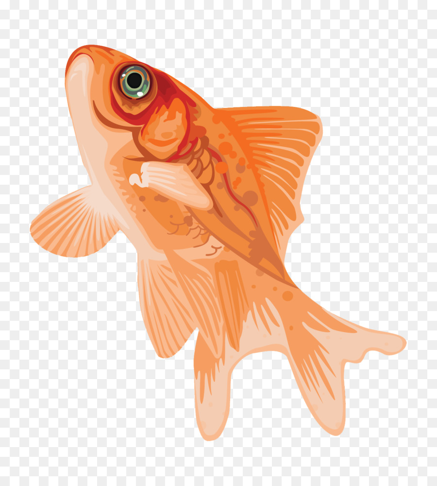 Knochenfische Koi Gemeiner Goldfisch Neontetra - Überflieger