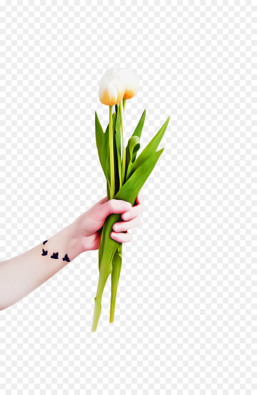 Blumen-Blumenblatt Tulip Spring Photography - 