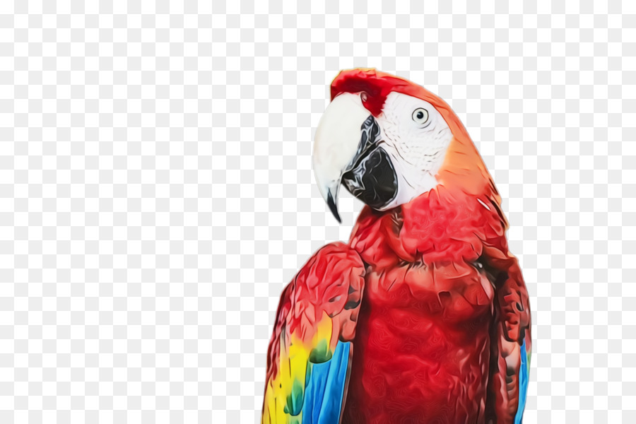 Xích chân và ổ khóa cho vẹt Macaw - cockatoo | Lazada.vn