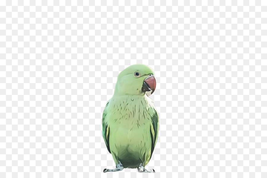 Bọ cánh cứng Lovebird Parakeet Feather - 