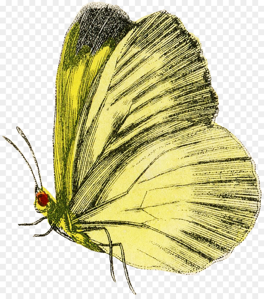 Giallo torbido Farfalla monarca Falena Pieridae Farfalle a spazzola - delicato