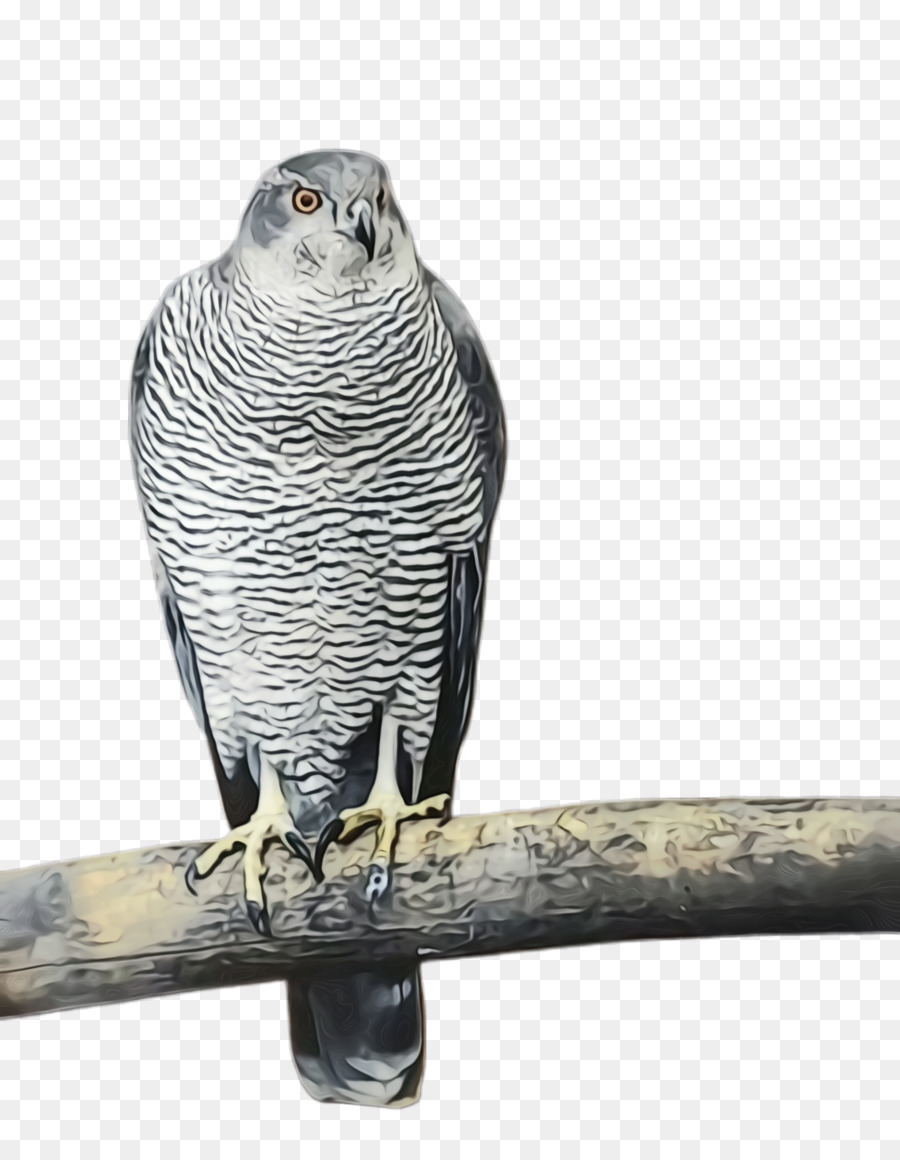 Große graue Eule Hawk Falcon Beak - 