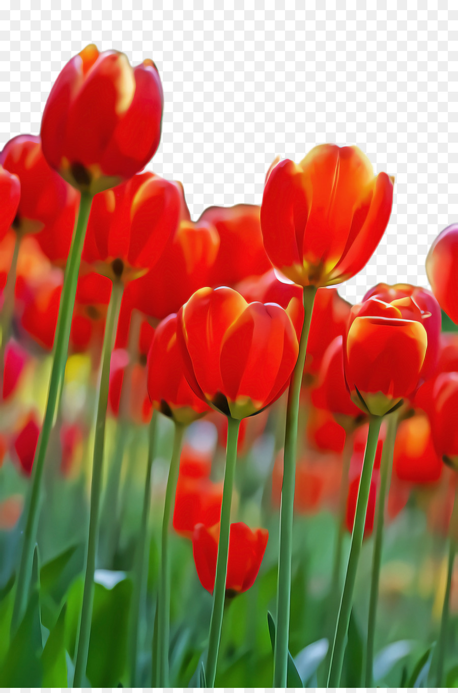 Hình nền hoa tulip cho máy tính - png tải về - Miễn phí trong suốt ...