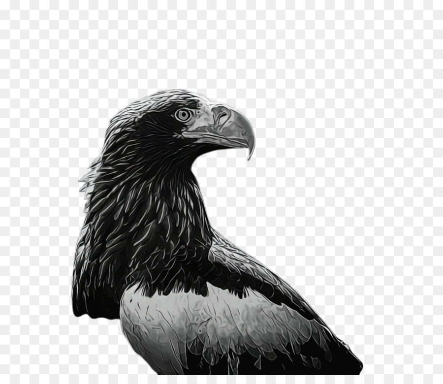 Weißkopfseeadler Adler Schnabel Fauna - 