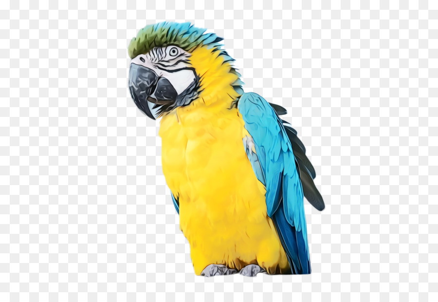 Macaw Pappagallo, Piuma Becco Pet - 