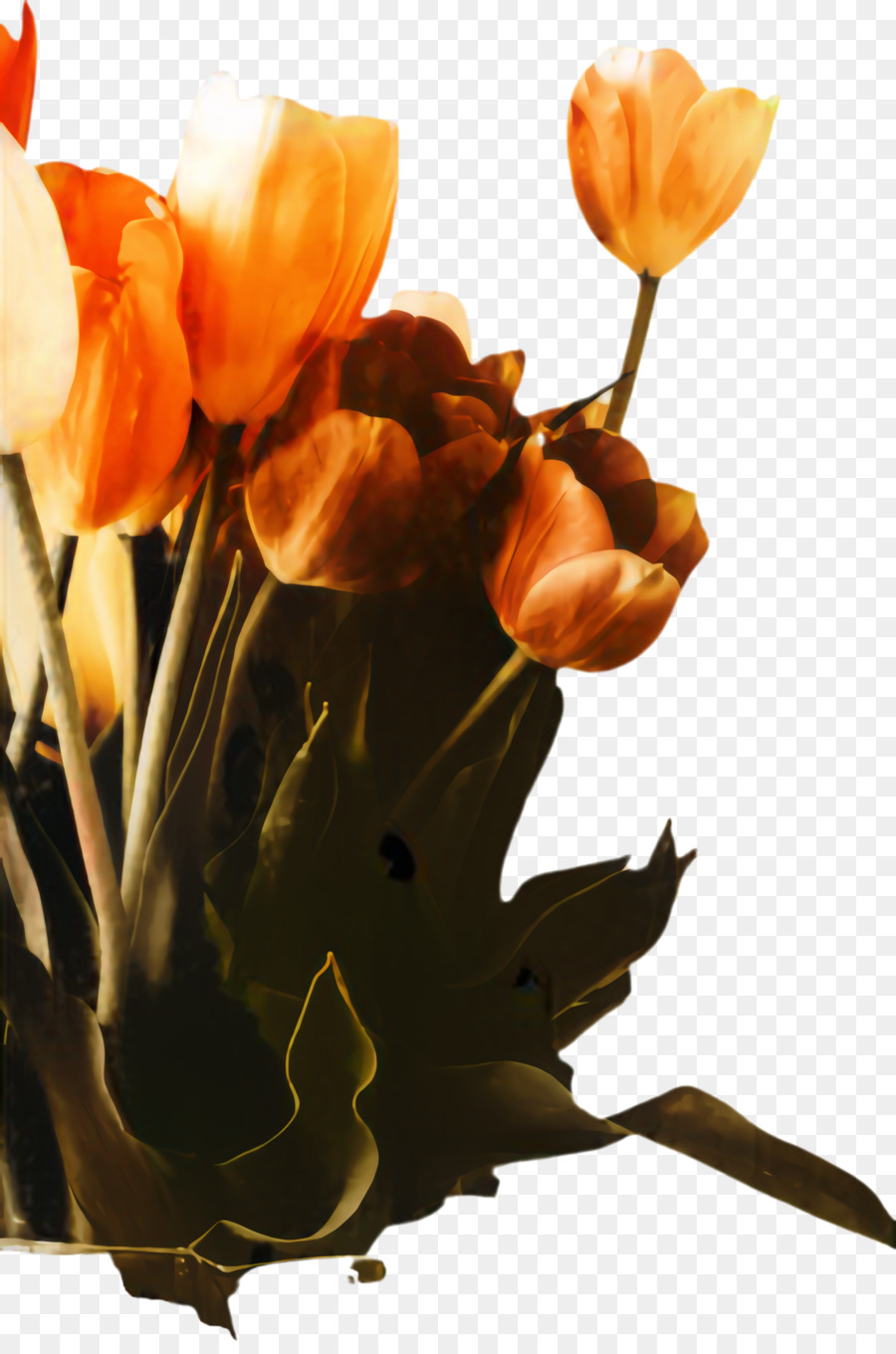Sfondi desktop di natura morta con tulipani - 
