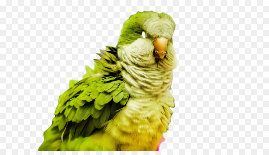 Parakeet Beak Feather Cận cảnh thú cưng - 