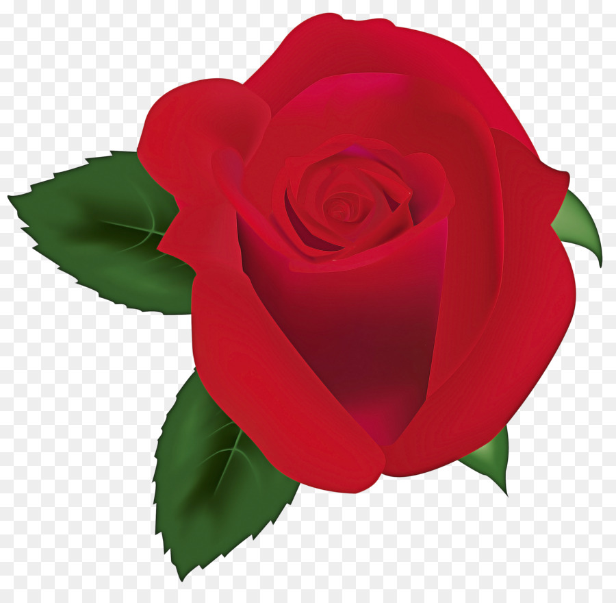 Le rose da giardino di Cavolo rosa Floribunda fiori recisi Petalo - 