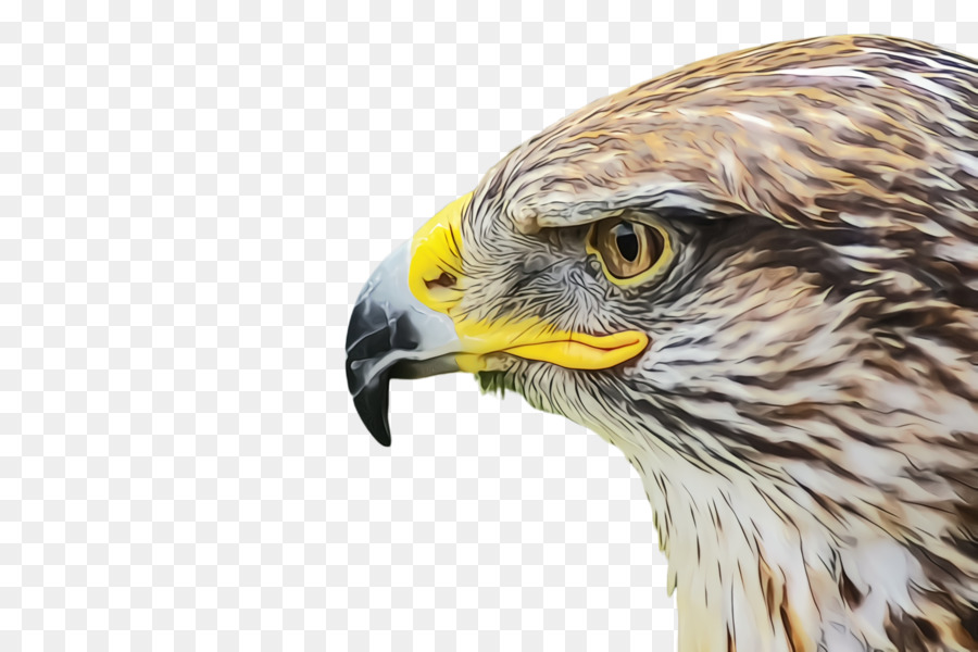 Eagle Hawk Phoenix-Bussard-Erde - 