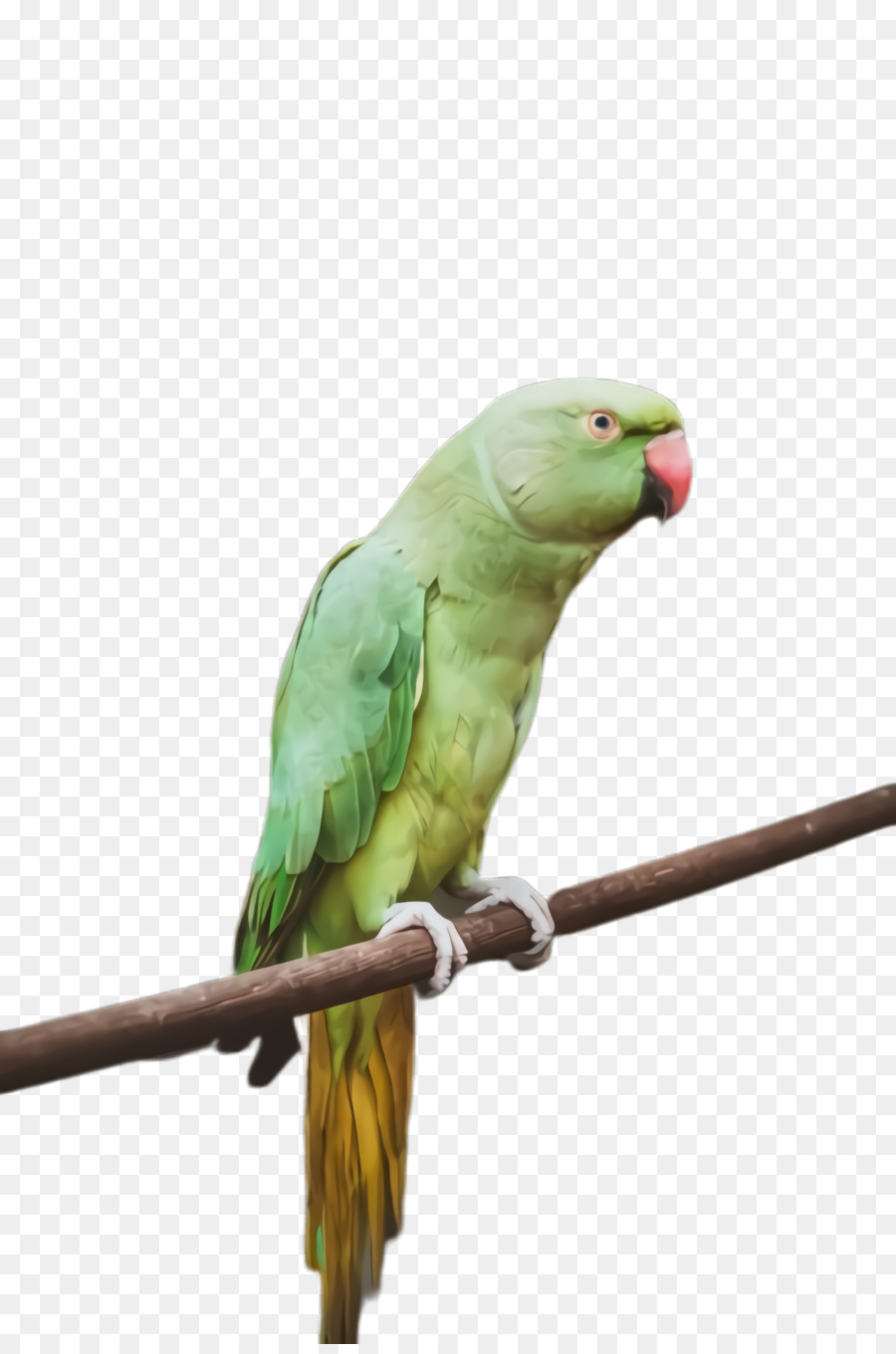 Agapornis Macaw Pappagallo Becco Piume - 
