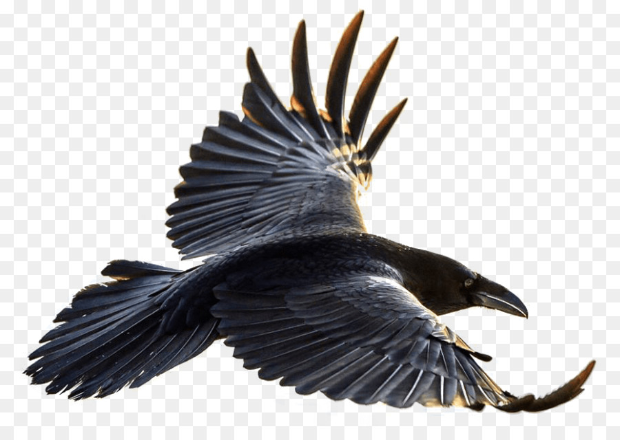 Corvo americano Common raven Bird Portable Network Graphics - Volo Schede Png