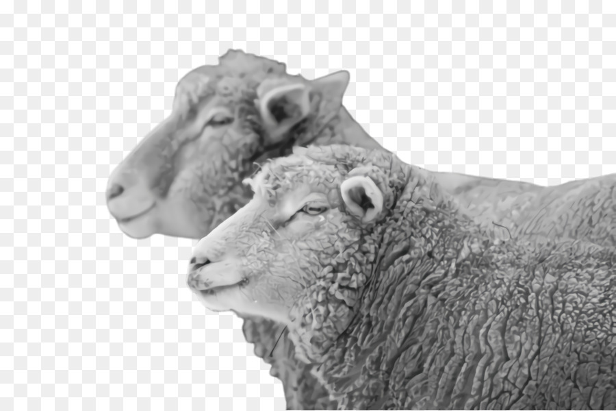Schaf-Vieh-Lama-Säugetier-Wolle - 