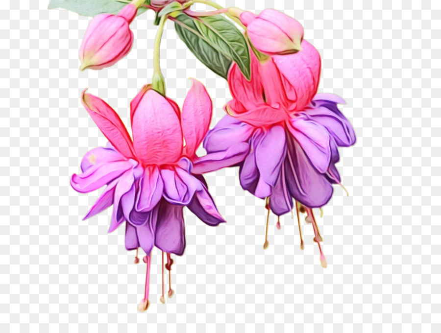 Fuchsia M Fuchsia- M Cắt hoa Magenta Petal - 