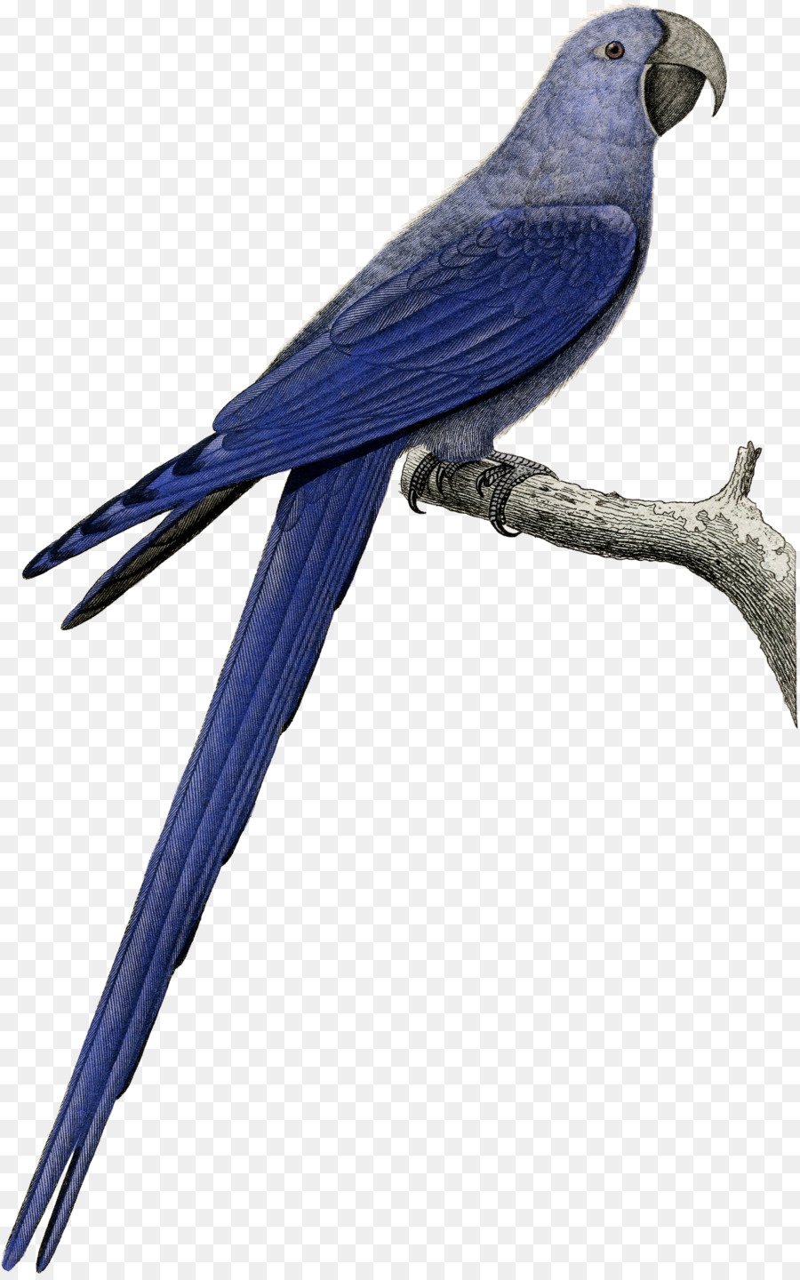 Ara Parakeet Cobalto blu Becco - giacinti