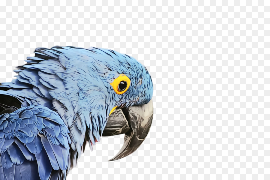 Macaw Parrot Beak Feather Fauna - 