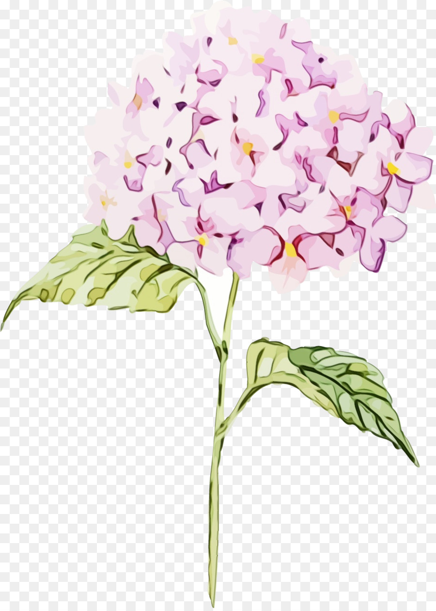 Hoa lan bướm Bức tranh màu nước Đồ họa mạng di động Hoa cẩm tú cầu Clip art - 