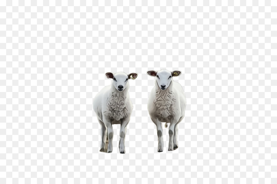 Cừu Dê Mõm - 