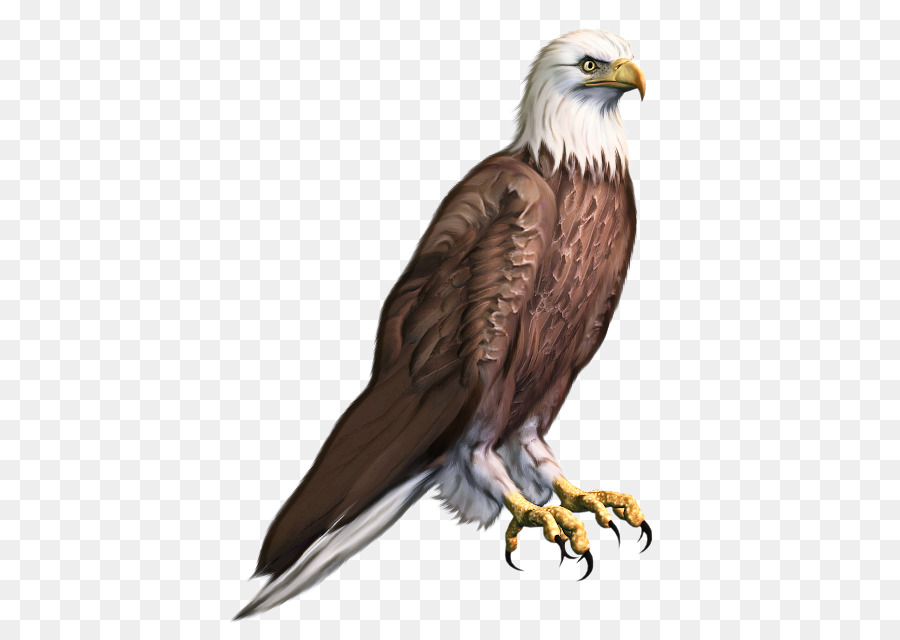 Bald eagle Clip art Portable Network Graphics Hawk - 