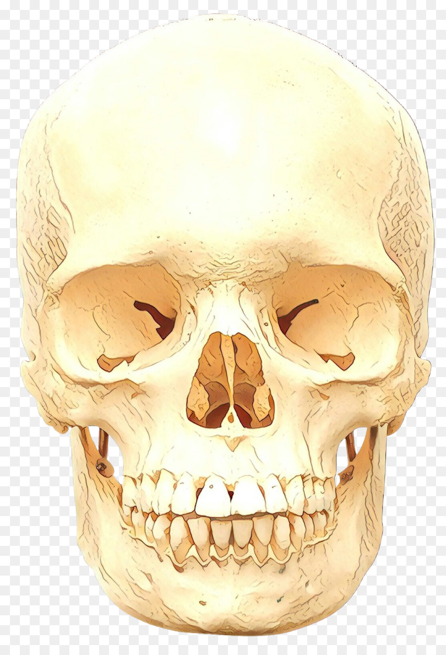 Cranio Scheletro Mascella - 