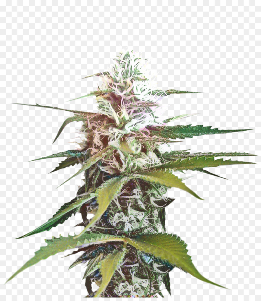 Cannabis - 