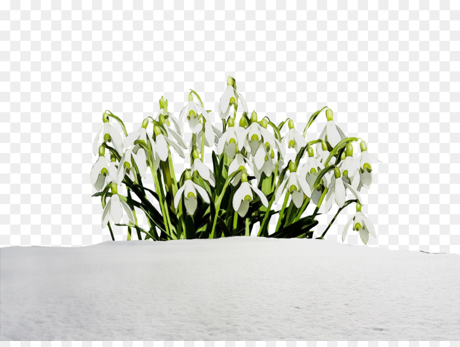 Schneeglöckchen ClipArt Portable Network Graphics Bild blühende Pflanze - 