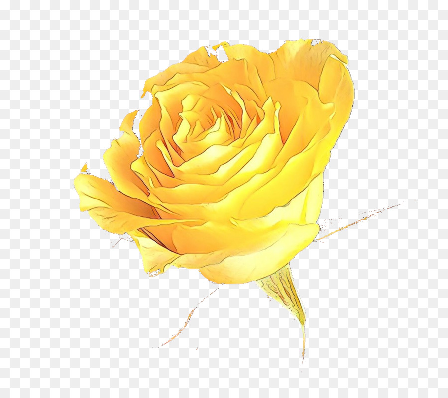 Gartenrosen Kohlrose Floribunda-Pixel-Bild - 