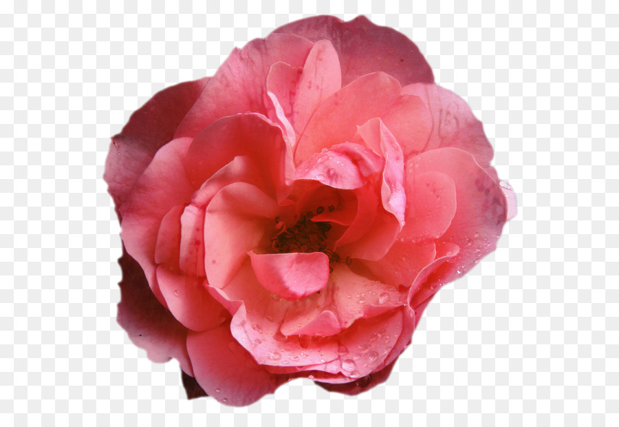 Le rose da giardino di Cavolo rosa Floribunda Giapponese camelia fiori recisi - 