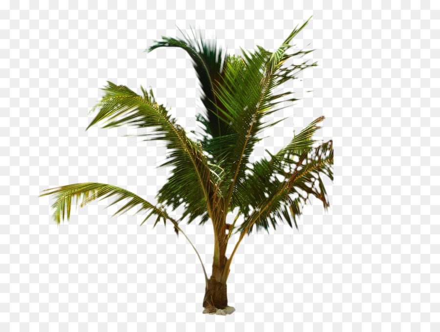 Palma palmyra asiatica Palma Babassu Palme olio Vaso di fiori - 
