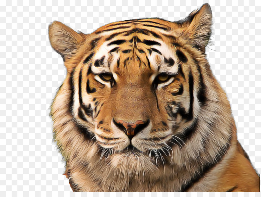 Tigre bianca Tigre del Bengala Cat Felidae Clip art - 