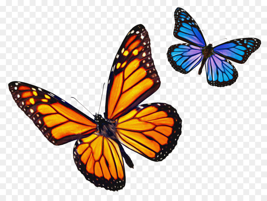 Migrazione della farfalla di monarca Monarch Watch stock photography - 