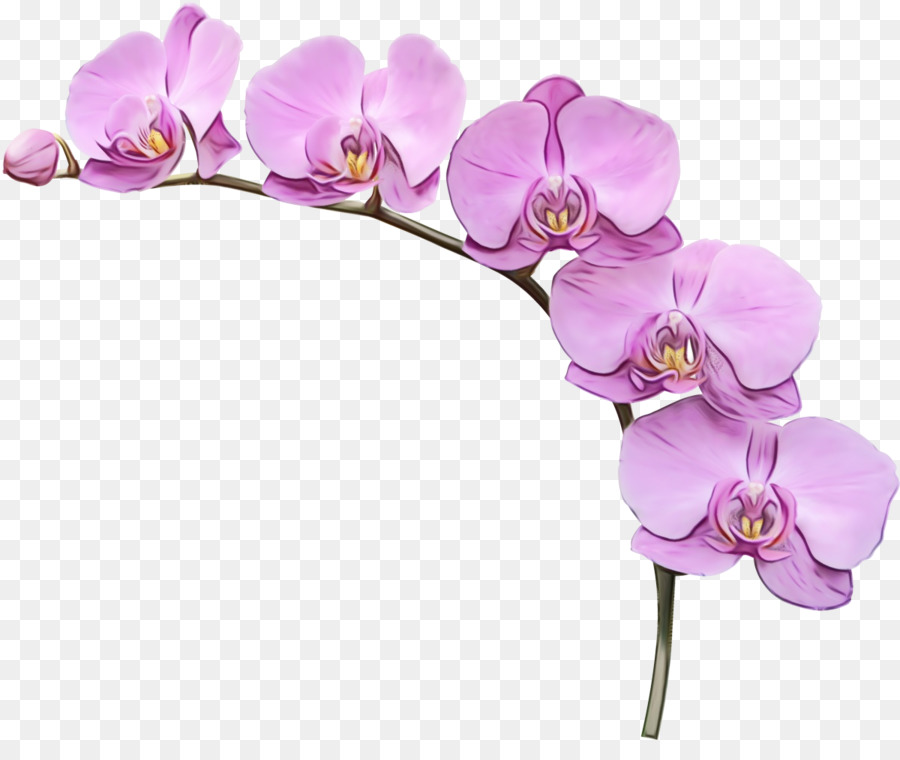 Portable Network Graphics ClipArt-Vektorgrafiken Bild Orchideen - 
