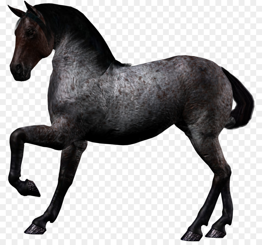 Mustang American Paint Horse Arabisches Pferd Portable Network Graphics ClipArt - weißes Pferd